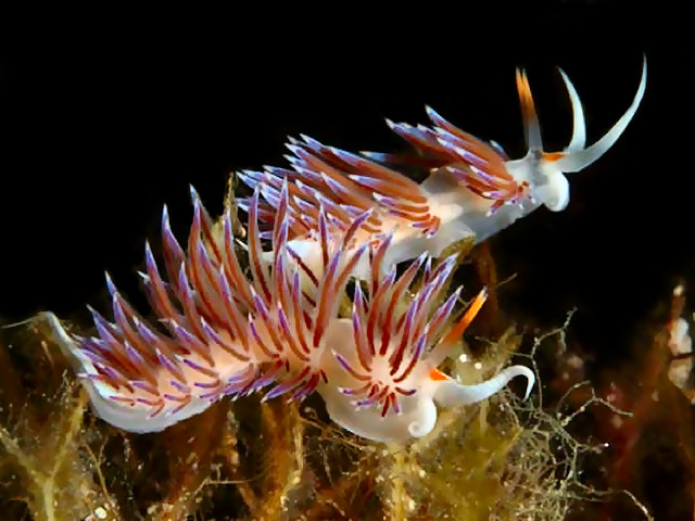 Coryphella lineata